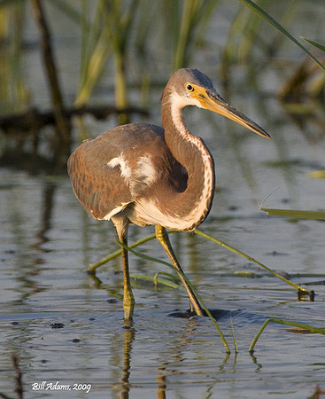 Tricolored Heron