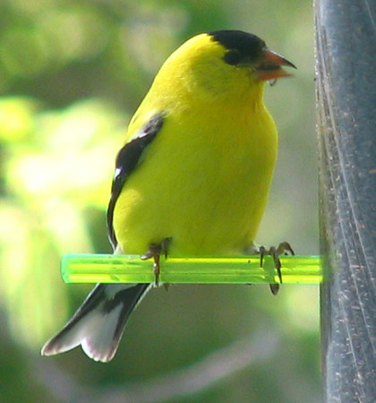 American Goldfinch (Breeding Plumage)