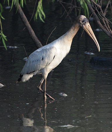 Wood Stork