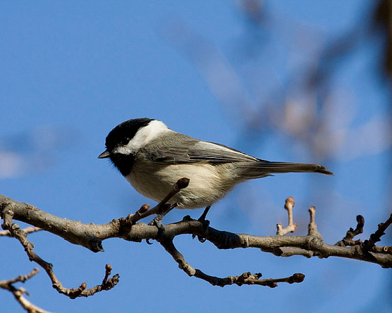 Carolina Chickadee