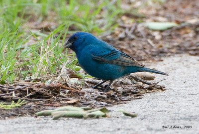 Indigo Bunting