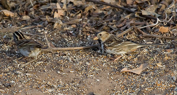Harris Sparrows