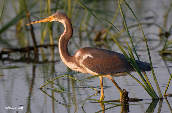 Tricolored Heron