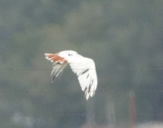 Leucistic Red-tailed Hawk