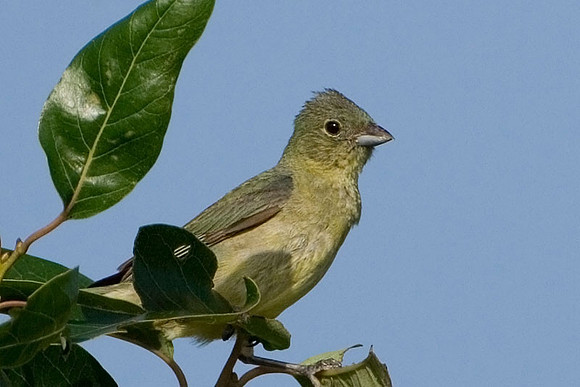 Female Painted Bunting
