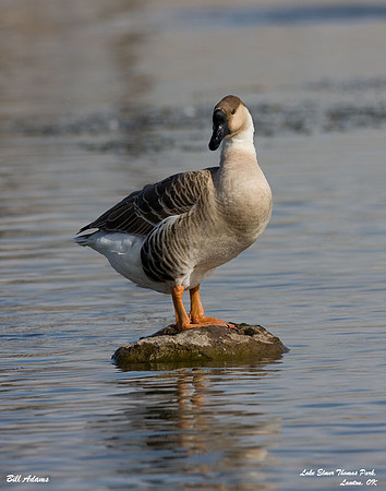 Swan Goose?