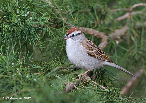 Chipping Sparrow