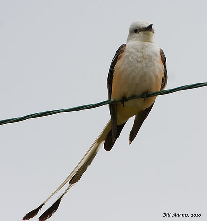 Scissortailed Flycatcher