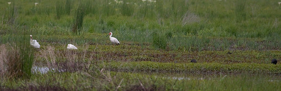 White and Dark Ibis