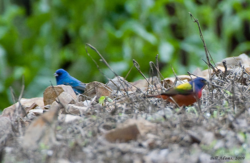 Indigo and Painted Buntings