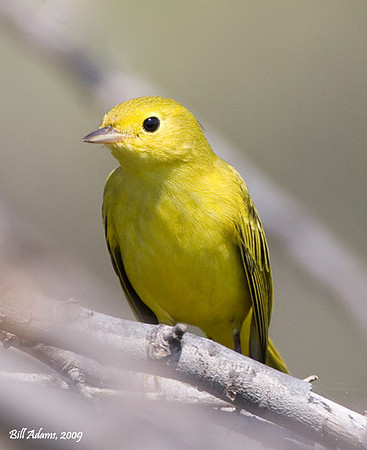 Yellow Warbler