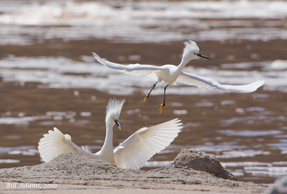 Snowy Egrets