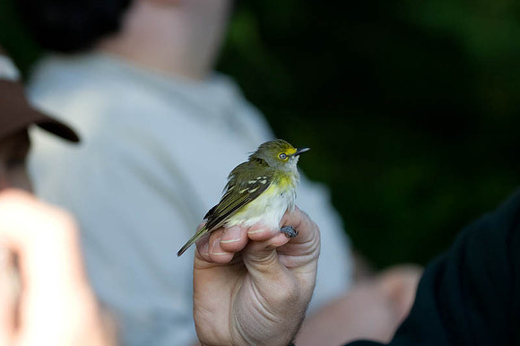 White-eyed Vireo