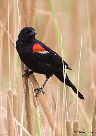 Red-winged Blackbird