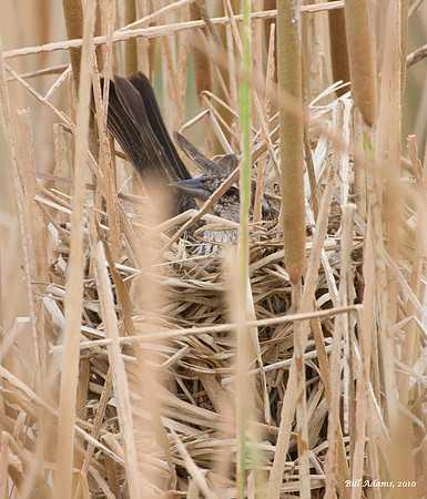 Red-winged Blackbird on nest