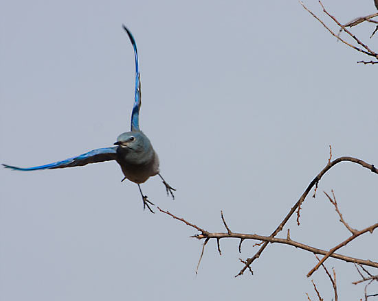 Male Mountain Bluebird