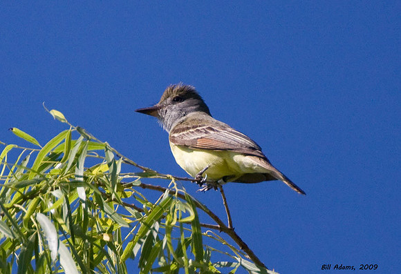Banded Great-Crested Flycatcher