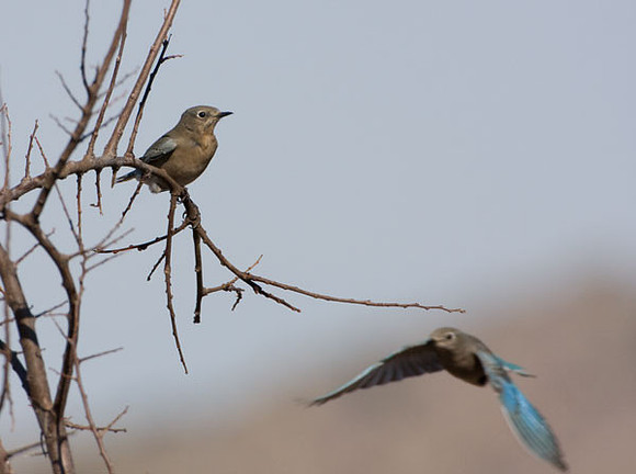 Mountain Bluebirds