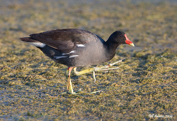 Common Moorhen