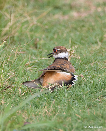 Killdeer