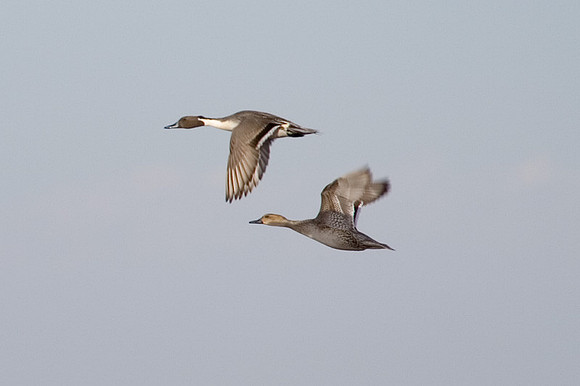 Pintail Ducks