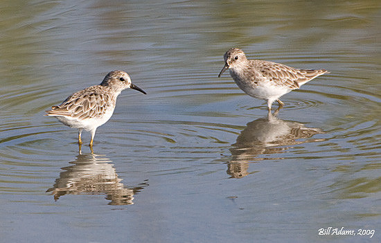 Least Sandpipers