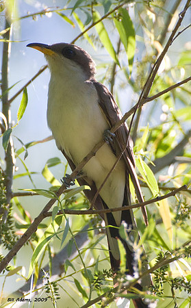 Yellow-billed Cuckoo