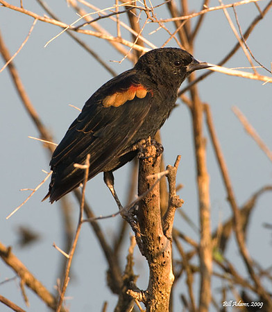 Red-winged Blackbird