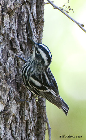 Black and White Warbler
