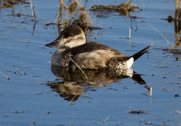 Ruddy Duck