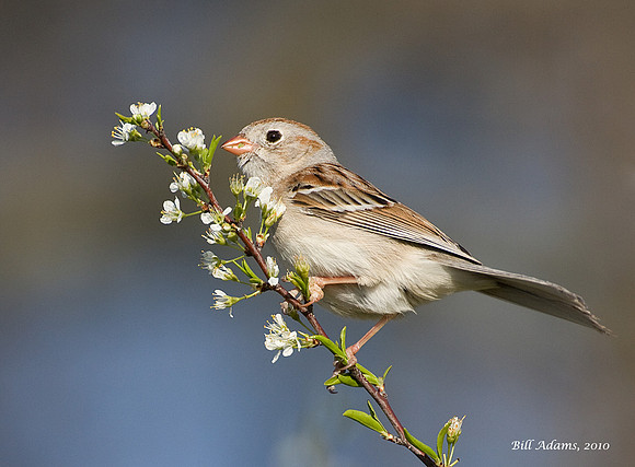 Field Sparrow