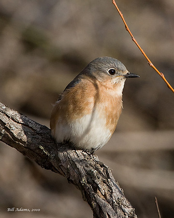 Female Eastern Bluebird