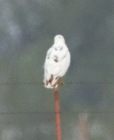 Leucistic Red-tailed Hawk