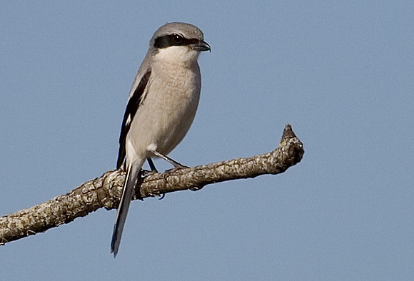 Loggerhead Shrike