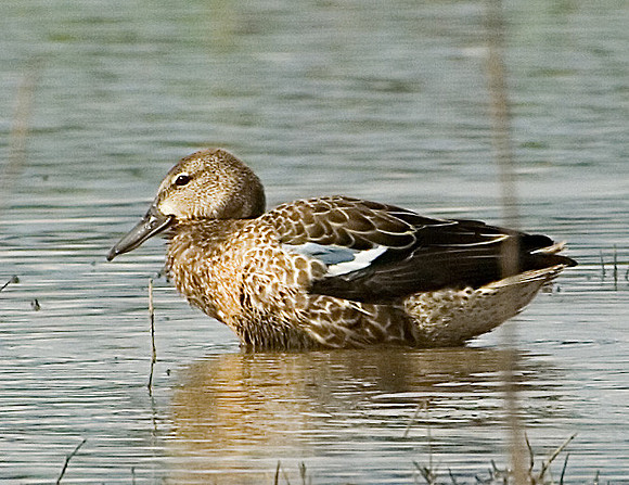 Blue-winged Teal