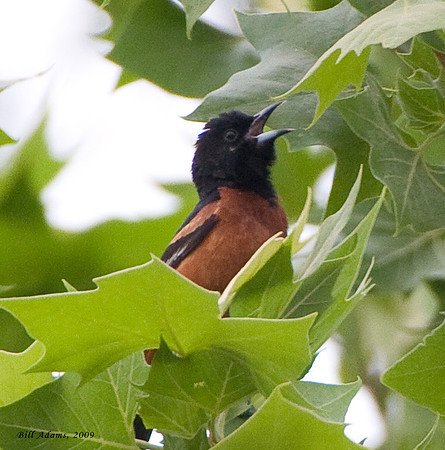 Orchard Oriole
