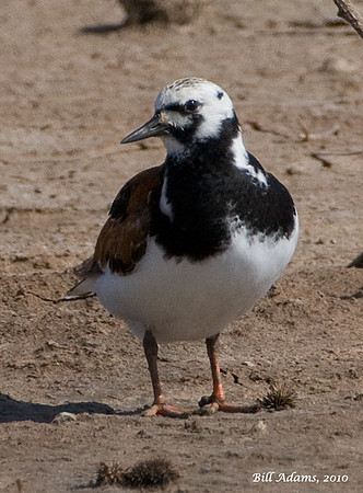 Ruddy Turnstone