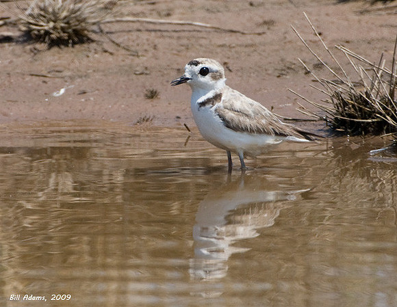 Snowy Plover