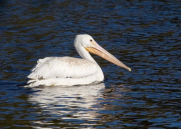American Pelican