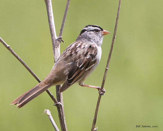 White-crowned Sparrow