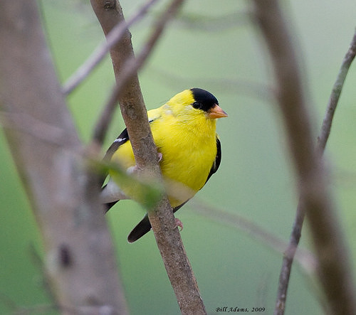 Male American Goldfinch