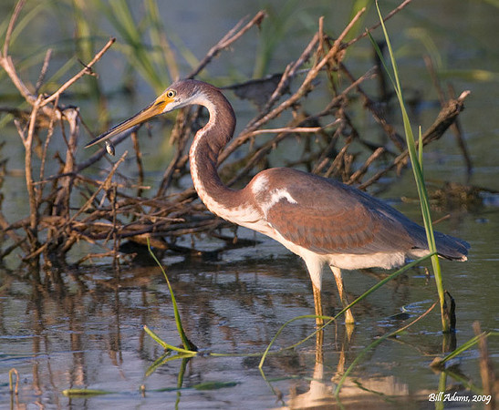Tricolored Heron